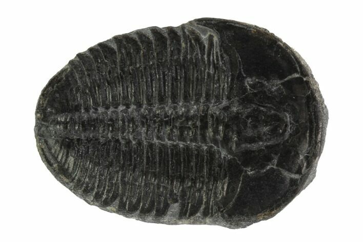 Elrathia Trilobite Fossil - Wheeler Shale, Utah #97131